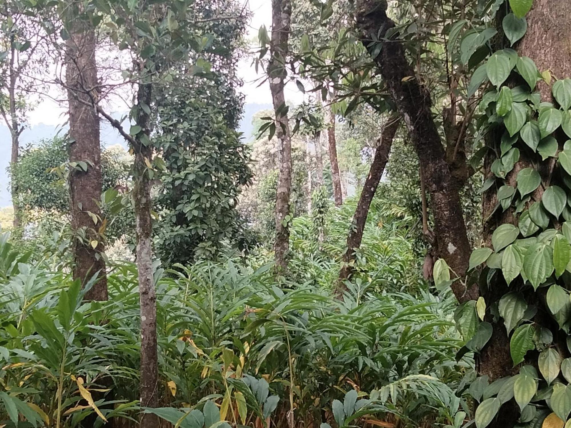 Spice Green Residency Pīrmed Dış mekan fotoğraf